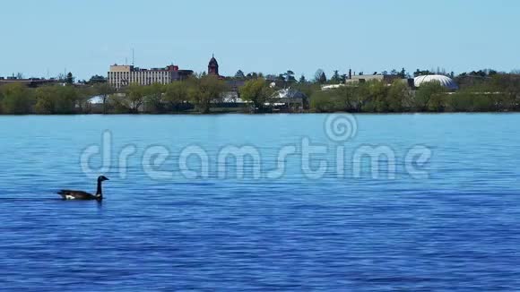 加拿大的鹅加拿大的布兰塔在欧文湖和明尼苏达的市中心游泳视频的预览图