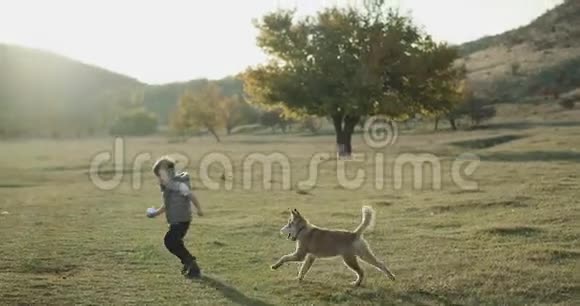 小哈士奇狗和一个三岁的小男孩在田里玩耍他们在一起玩得很开心视频的预览图