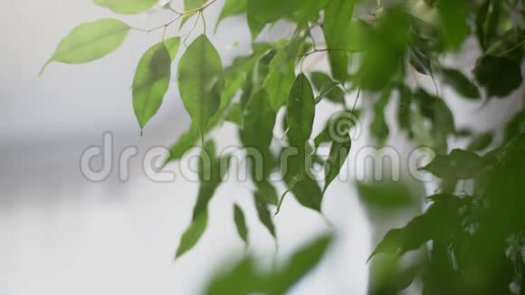 在家中给室内植物喷水用喷瓶慢动作给绿色植物叶子浇水视频的预览图