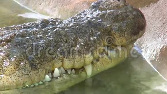 咸水鳄鱼嘴伸出水面视频的预览图
