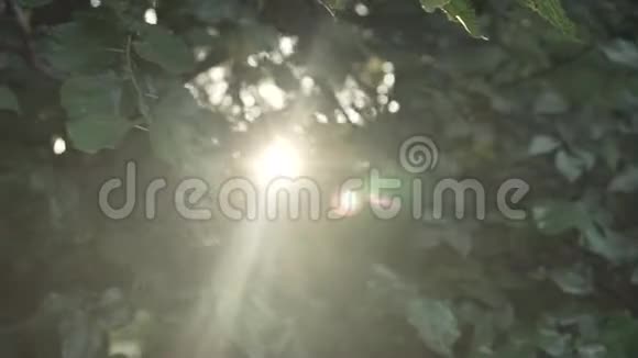 在夕阳的温暖光线下树干背景下的树枝上的叶子视频的预览图