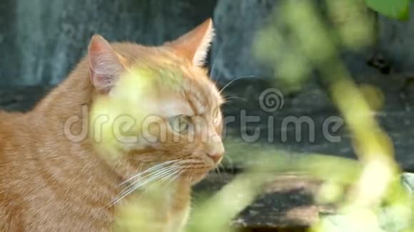 大只漂亮的红猫躺着看着发生了什么射穿了摇曳的草地视频的预览图