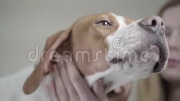 兽医诊所的英文指针犬兽医女用裸眼镜看着漂亮的狗视频的预览图