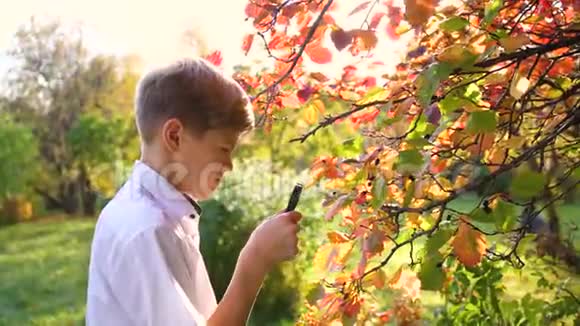 公园里的小学生通过放大镜研究植物和昆虫学习外部世界学前教育视频的预览图