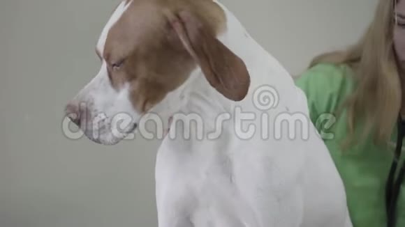 兽医诊所的英文指针犬兽医女人带着裸奔看着那只漂亮的狗审查视频的预览图