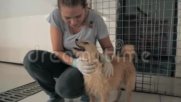 小女孩在宠物收容所里抚摸被关在笼子里的流浪狗人动物志愿服务和帮助概念视频的预览图