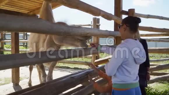 小孩在动物园喂骆驼视频的预览图