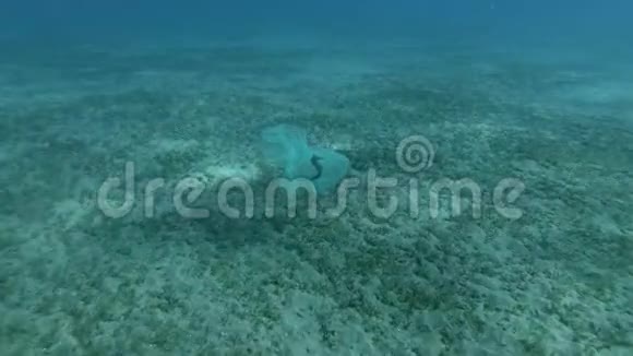 海马缠在塑料袋里漂浮在海底之上海洋的塑料污染视频的预览图