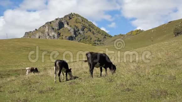 在一个绿色的秋天牧场上有两头斑点的黑牛山地和畜牧业概念视频的预览图