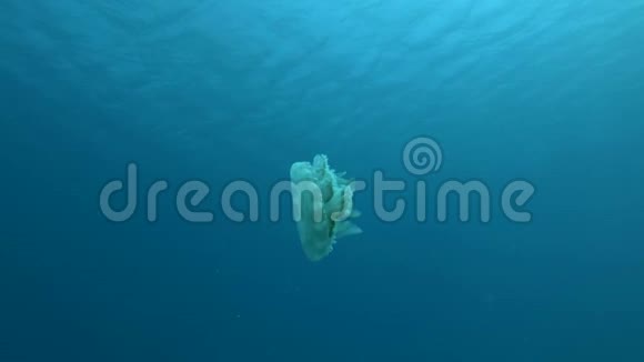 慢动作上下水母在蓝水中游泳在水的背景表面向下的水母视频的预览图