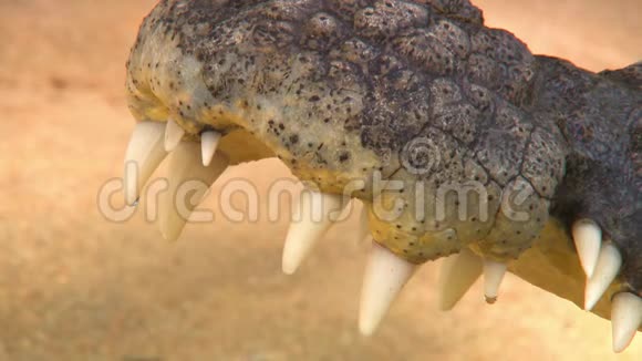 淡水鳄鱼的小贴士开放的嘴视频的预览图