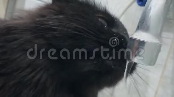 黑色家猫饮料和搭水从水龙头在浴室特写宠物的滑稽动作手持射击视频的预览图