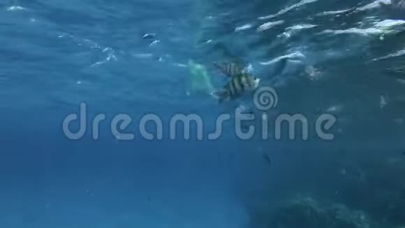 慢动作黄色的塑料袋在蓝色的水中随着热带鱼的学校慢慢地在水面下游泳视频的预览图