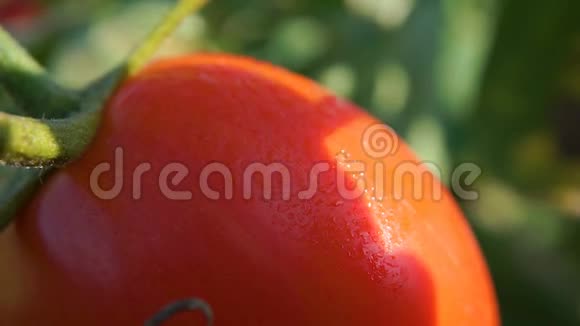 健康有机红番茄的宏观镜头露水滴滴视频的预览图