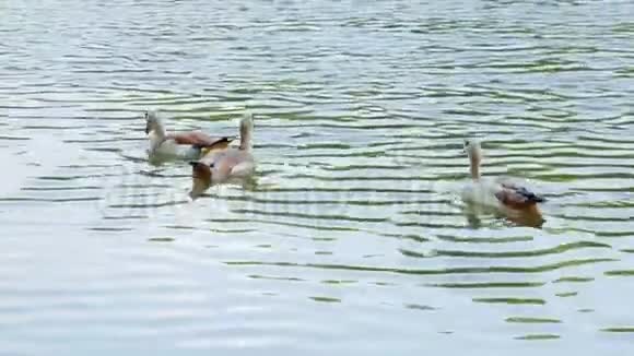野鸭一家在水里游鸟儿在水里游视频的预览图