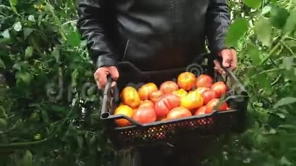 老农把西红柿放在温室里的w盒子里视频的预览图