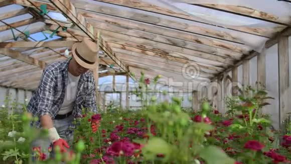 一位男园丁正带着手套穿过温室看着并控制着为他的小花种的玫瑰视频的预览图