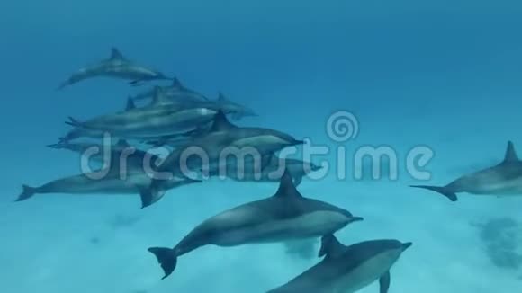 特写一群海豚在蓝色的水里游泳旋转海豚斯泰内拉龙眼视频的预览图