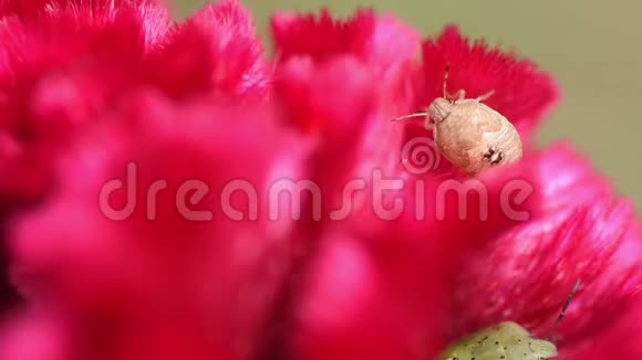 红色天鹅绒花里的小臭马丁昆虫特写镜头青俗称羽毛鸡冠或银冠视频的预览图