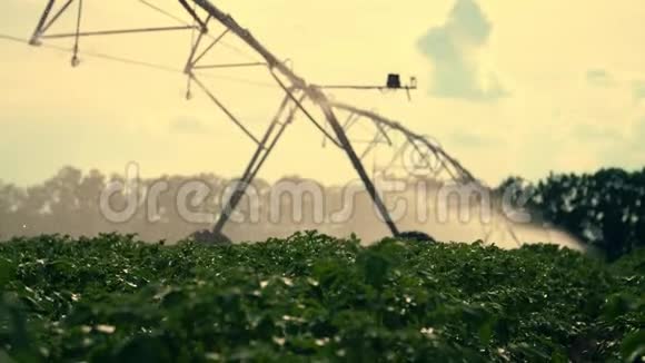 在夕阳的阳光下灌溉系统将水洒在绿色马铃薯灌木丛上雨水下降视频的预览图