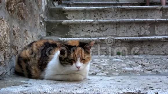 4K猫在克罗地亚杜布罗夫尼克老城的楼梯上视频的预览图