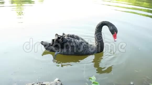 美丽孤独的黑天鹅在湖中游泳在水中进食野生动物的概念视频的预览图
