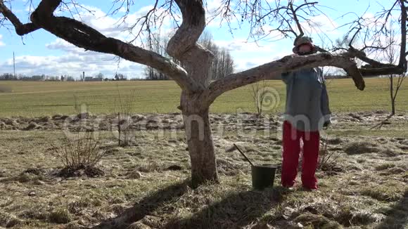 春天园艺女工给苹果树干增白视频的预览图