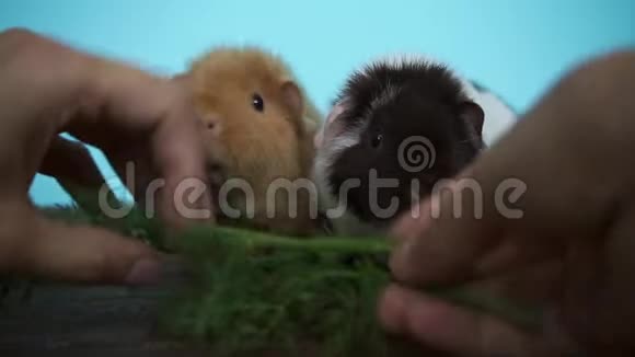 几内亚猪正坐着吃新鲜的欧芹视频的预览图