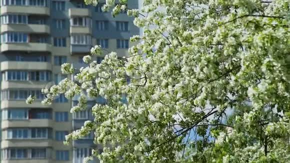 春天城市中的苹果树视频的预览图