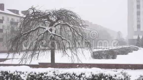 雪树在城市里冬天它在下雪复制空间视频的预览图