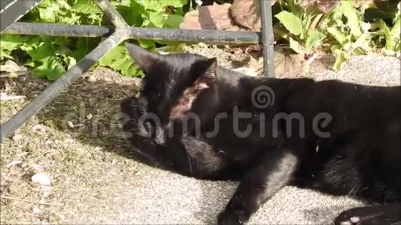 黑猫自己打扫和打扮视频的预览图