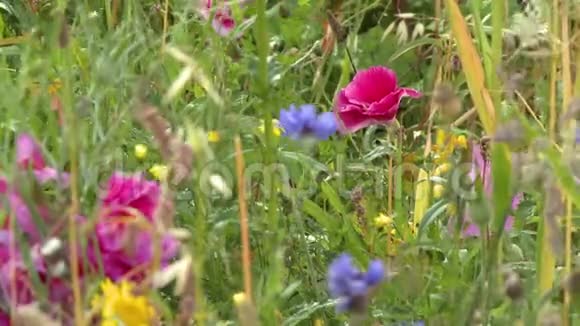 田野里五颜六色的野花视频的预览图