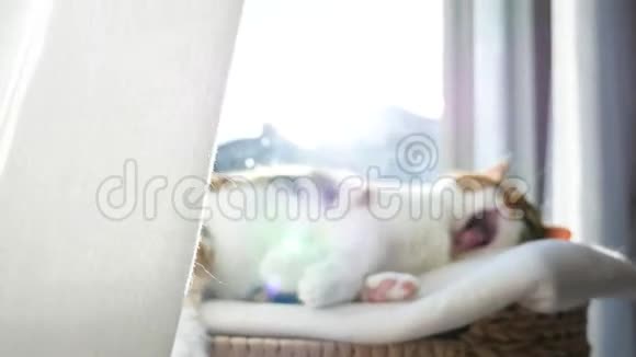 可爱的猫在猫树窗户上睡得轻松视频的预览图