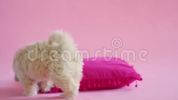 小狗在粉色背景上玩枕头视频的预览图