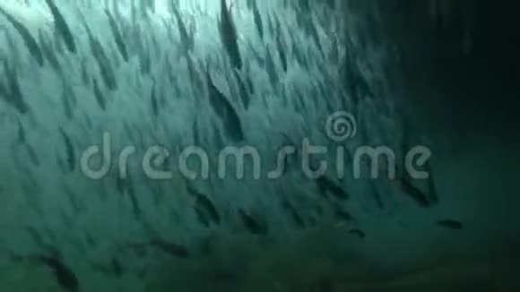 黑鳕鱼或小鳞鳕鱼在近岸浅水中水下游泳视频的预览图