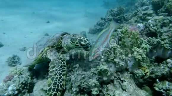 海龟坐在珊瑚礁上咀嚼柔软的珊瑚鹭海龟或碧莎鹭视频的预览图