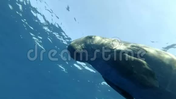 海牛的肖像在蓝水中在水面下游泳水下射击特写视频的预览图