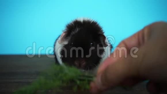 黑白豚鼠坐着吃欧芹视频的预览图