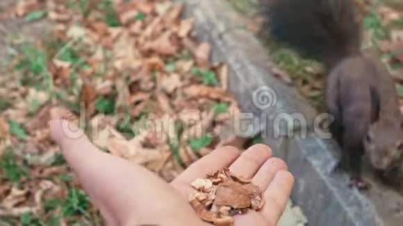 美丽的松鼠从手里吃坚果动作缓慢视频的预览图