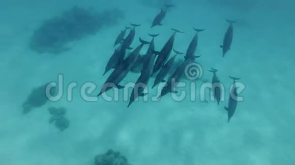 一群海豚游过沙底斯泰内拉龙眼海豚视频的预览图