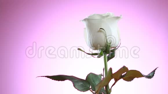 白色玫瑰花旋转近粉色背景爱的象征情人卡设计视频的预览图