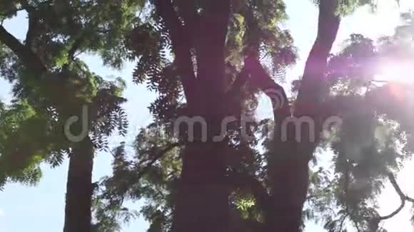 树间的太阳视频的预览图