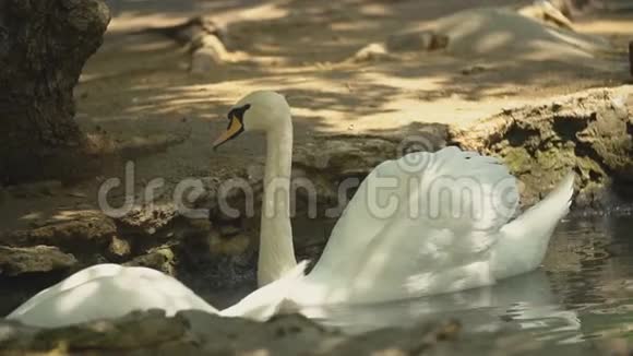 两只白天鹅在洞里游泳视频的预览图