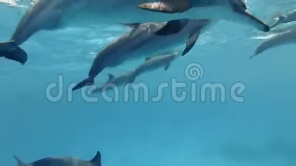 特写镜头一群海豚在蓝水中从水面深入潜下斯泰内拉龙眼海豚视频的预览图