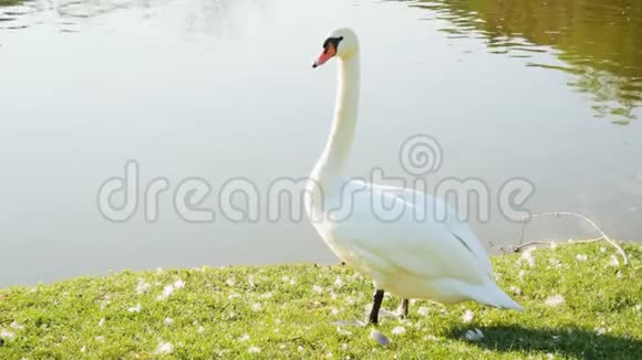 美丽孤独的白天鹅站在湖的岸边环顾四周梳洗完毕视频的预览图