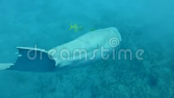 海牛杜贡杜贡俯冲到海底伴随着金特雷瓦利Gnathanodonspeciosus视频的预览图