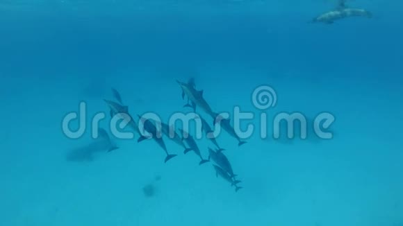 海豚群在水面上嬉戏在气泡中盘旋视频的预览图