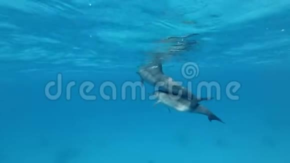 一群海豚在蓝色水面下游泳视频的预览图