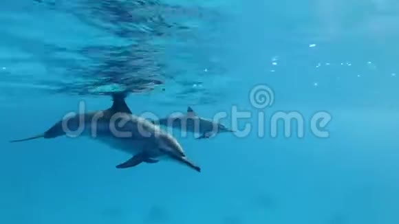 两只海豚互相打招呼吹泡泡摸鼻子动物在野生动物中的交流视频的预览图