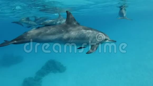 一群海豚在清晨的阳光下慢慢地在蓝色的水面下游泳慢动作特写视频的预览图